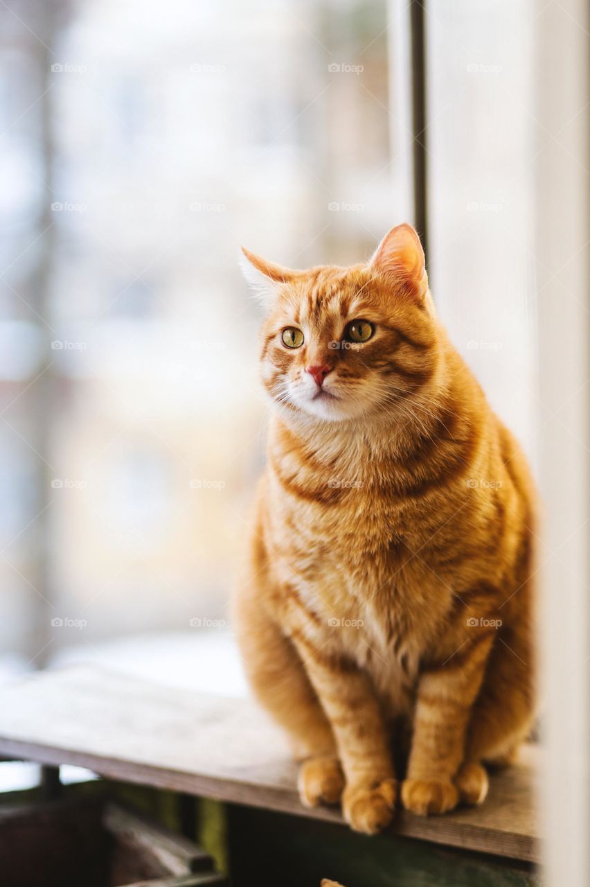 Beautiful Orange Cat Sitting In The Window