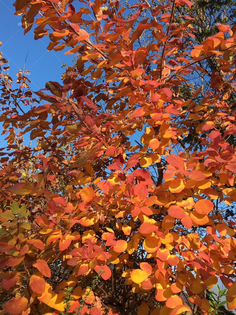 Autumn leaves in tree 