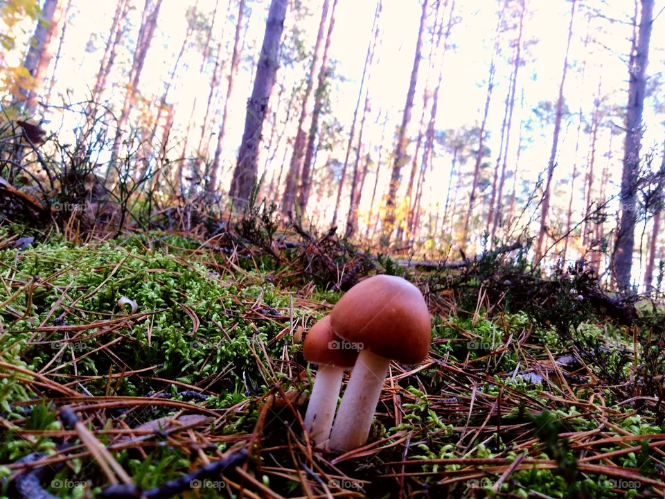 Nature