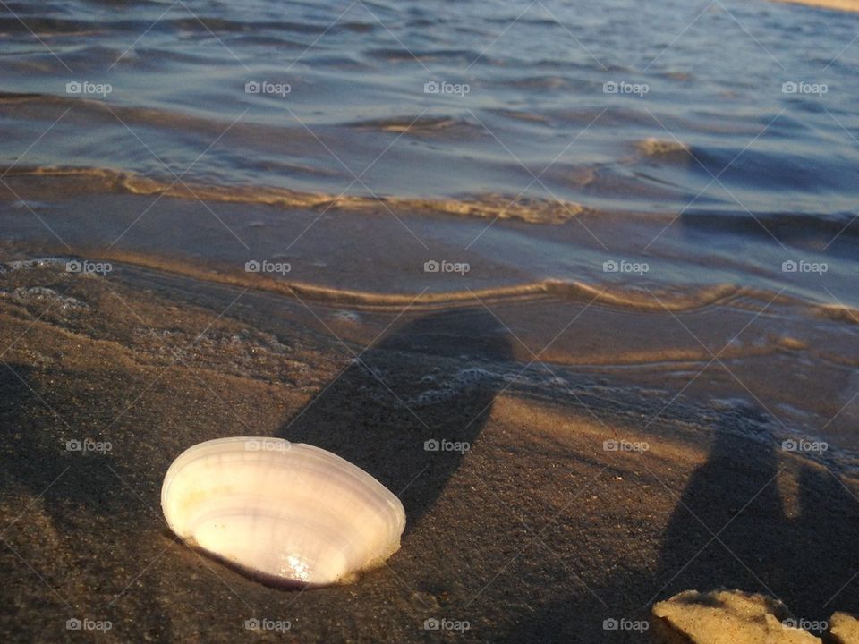 Shell on the beach at sunset