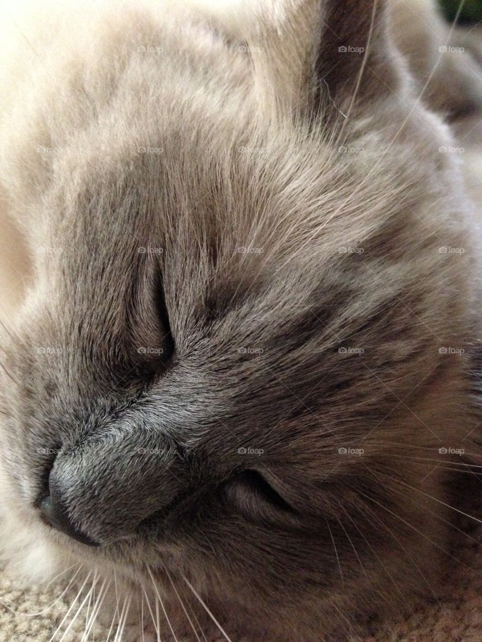 Extreme close-up of cat sleeping