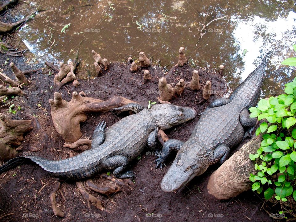 Crocodile resting near the pond