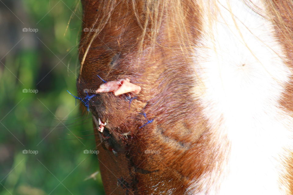 stitches on a horses eye