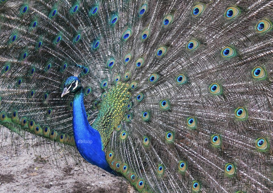 Wonderful Peacock 🦚