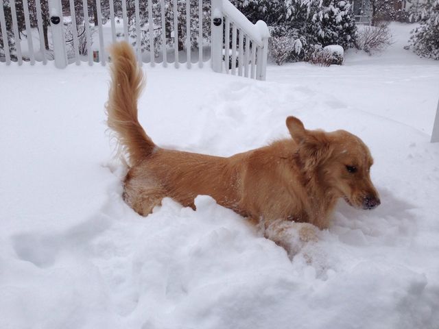 Cooper running in the snow 