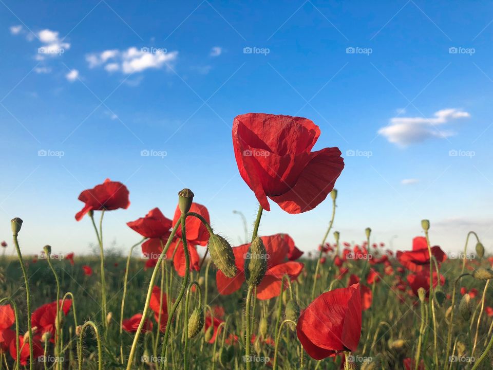 Field of poppies on a day with clear blue sky
