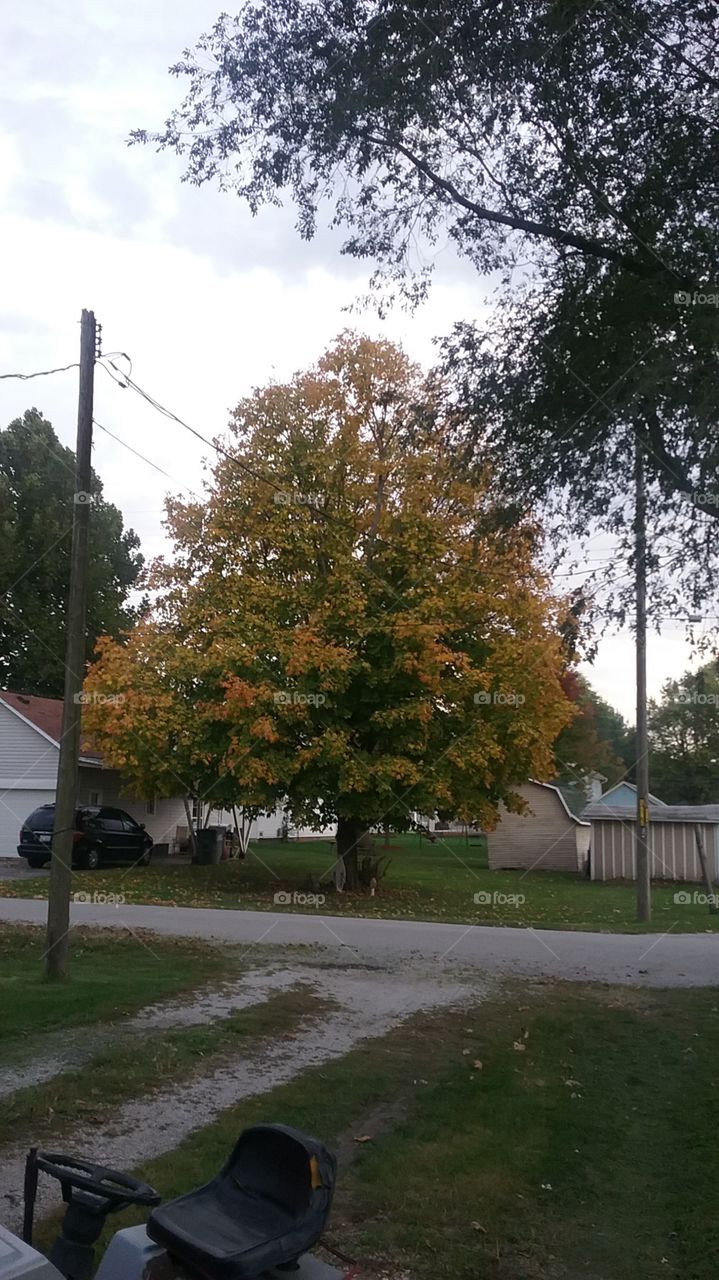 Tree outside my house