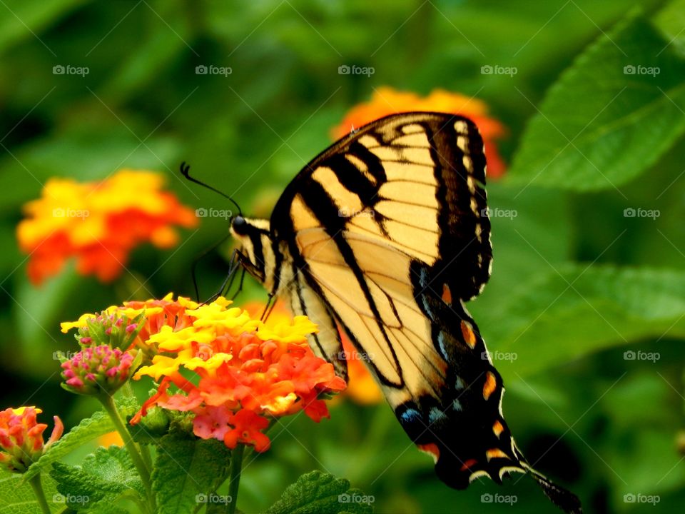 Beautiful yellow butterfly sitting on colorful lantana flower