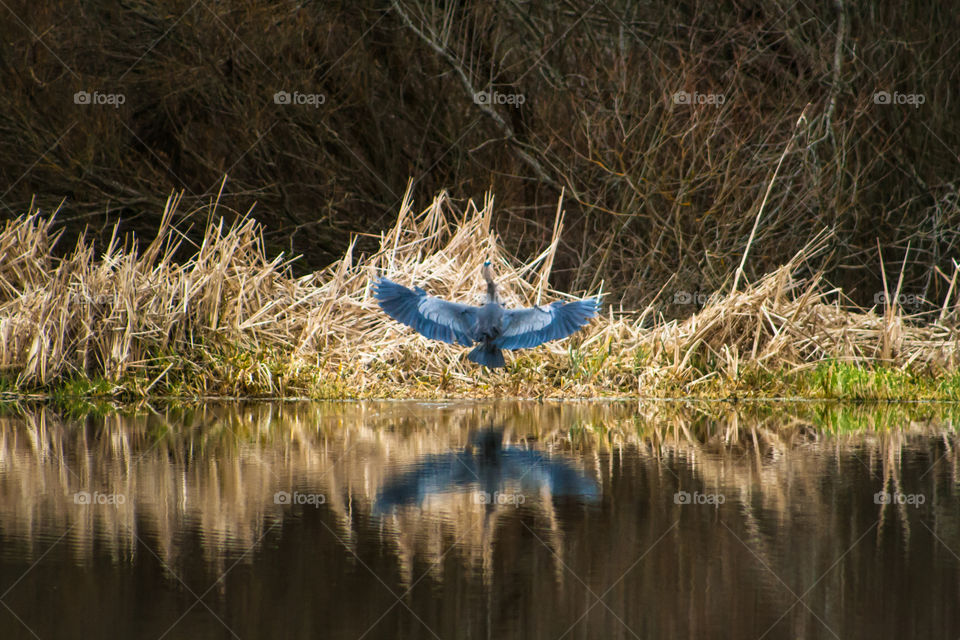 Reflection of flight. 