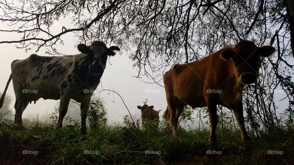 cows in the creek