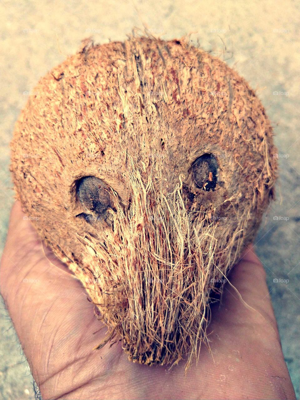 Nature, No Person, Closeup, Desktop, Hand