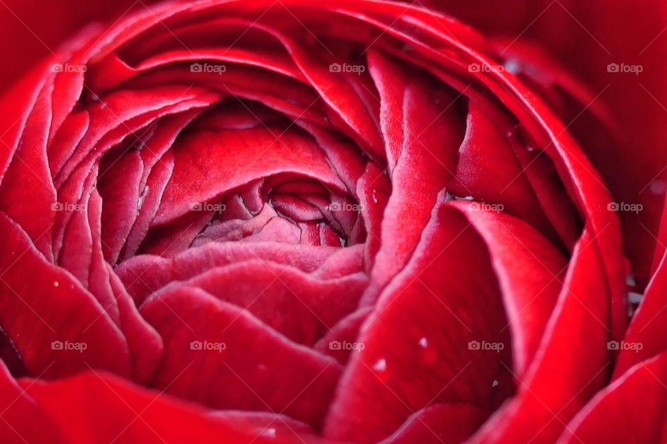 Close-up of a red flower