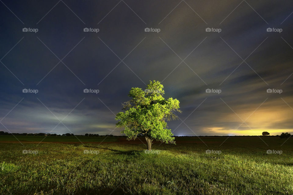 Alone tree on grassy landscape