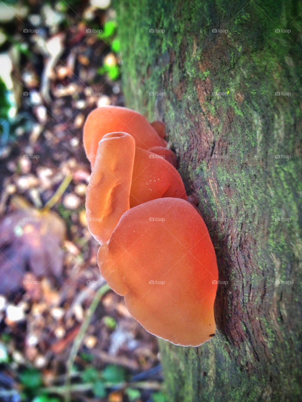 rematia xalandriou nature tree mushrooms by Don_Prassos