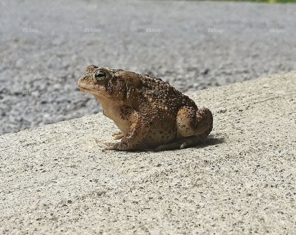 toad. just a little toad