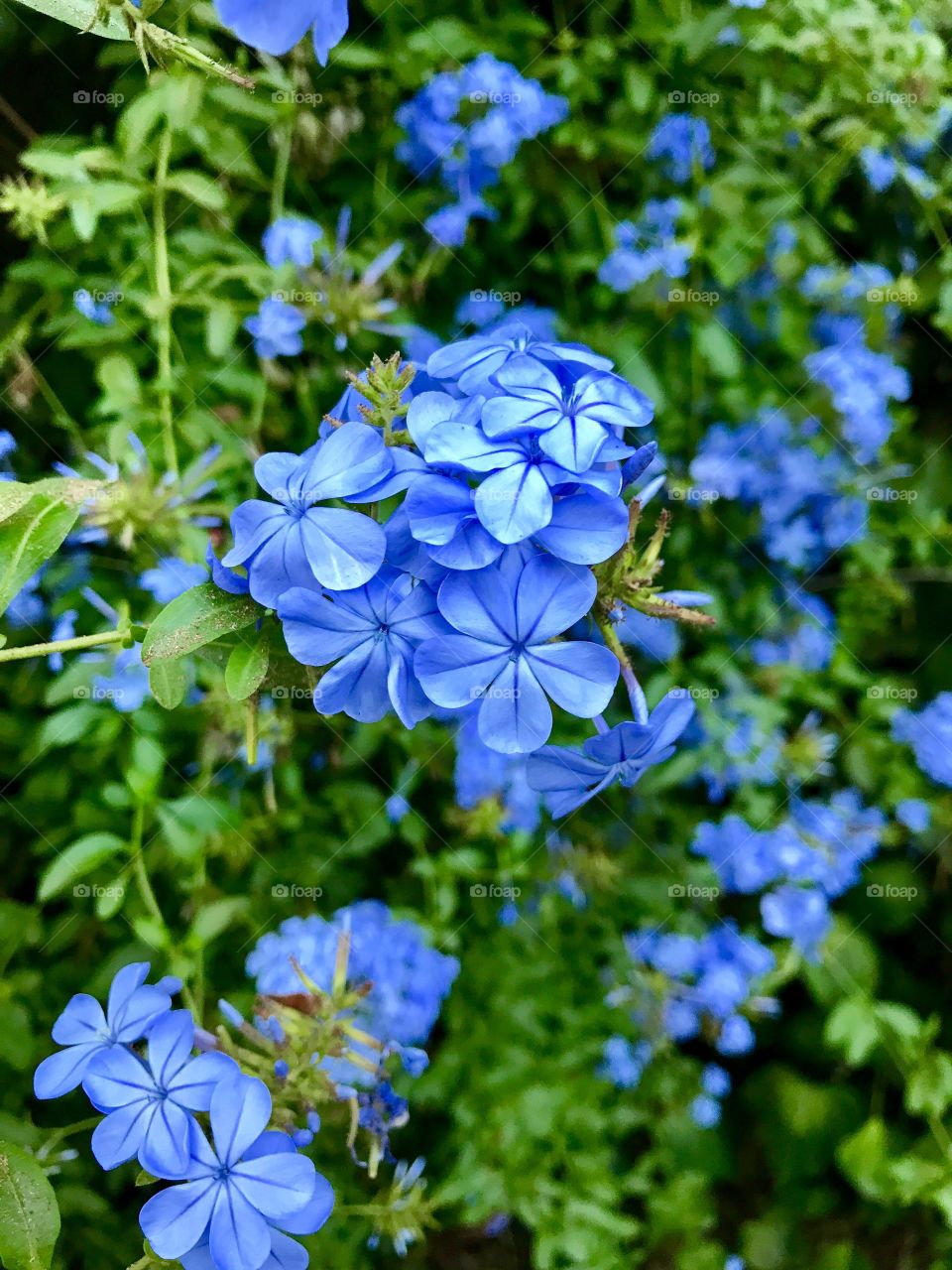 Blue Flowers