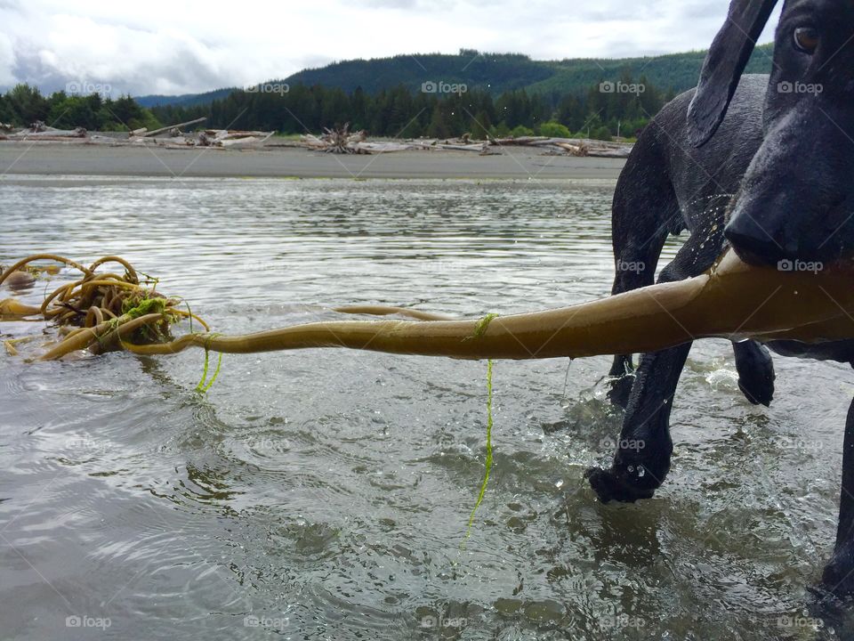 Puppy dragging kelp