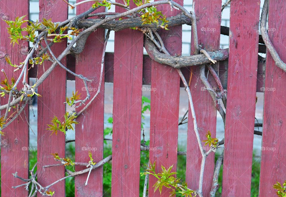 urban plants