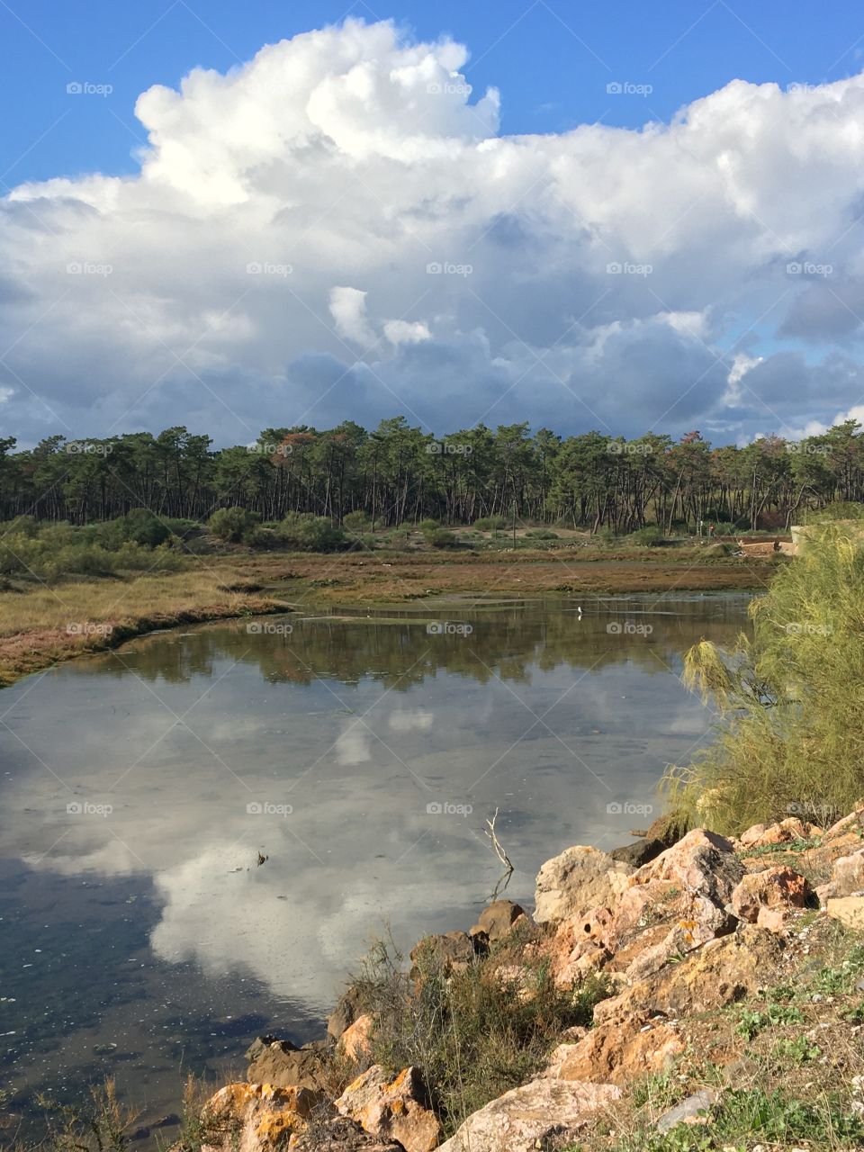 Reflection of a stormy sky near pines forest 