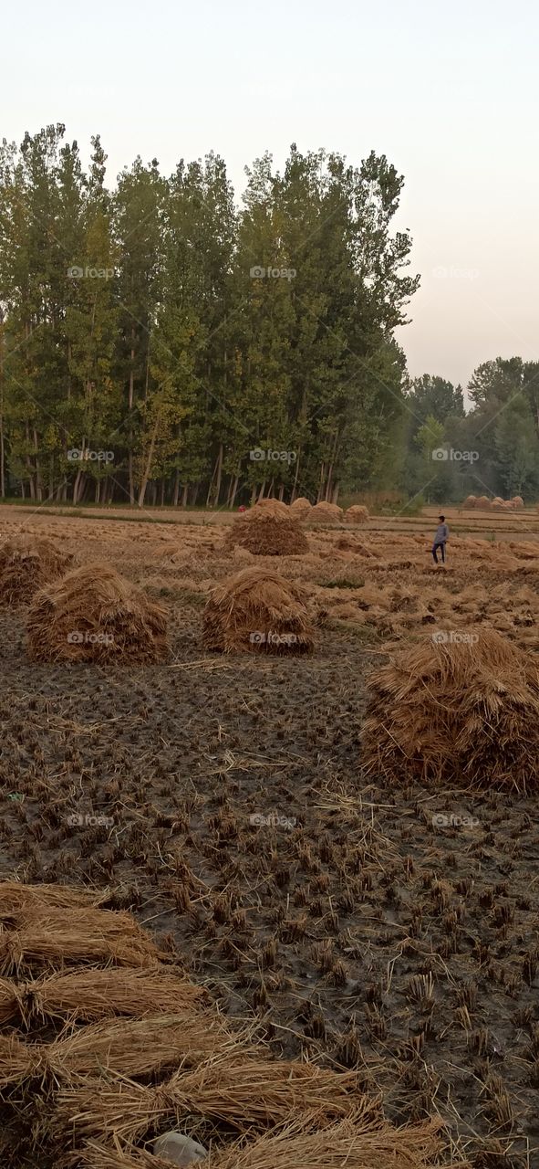 Autum  Season in Kashmir  !!!! 
This year's harvesting of Rice produce in Paddy fields in South Kashmir's  Pulwama District   of Kashmir Valley in progress...