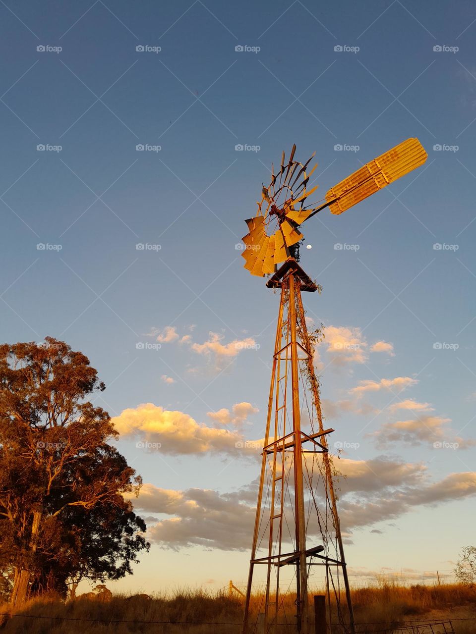Windmill in the Evening Light