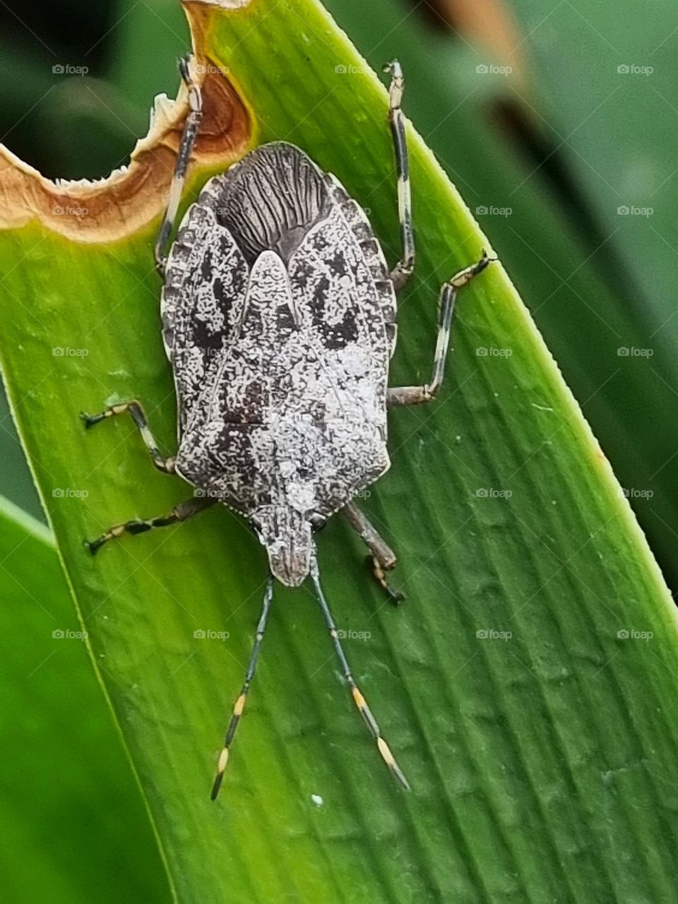 a small stink bug exploring a leaf