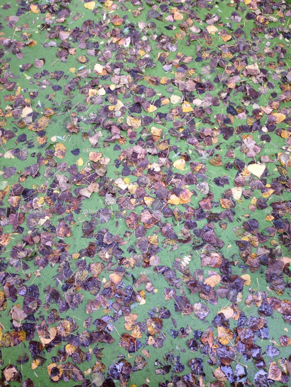 Leaves on water