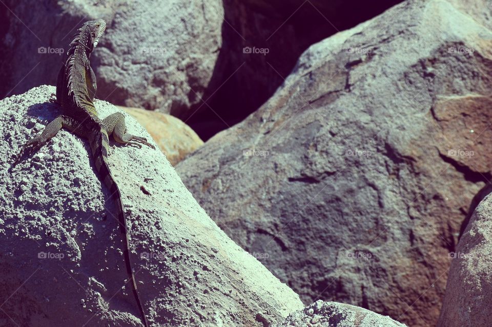 lizard on rock