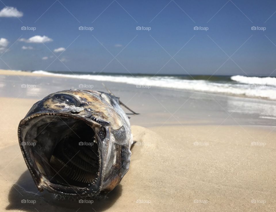 Dead fish lying on a beach 