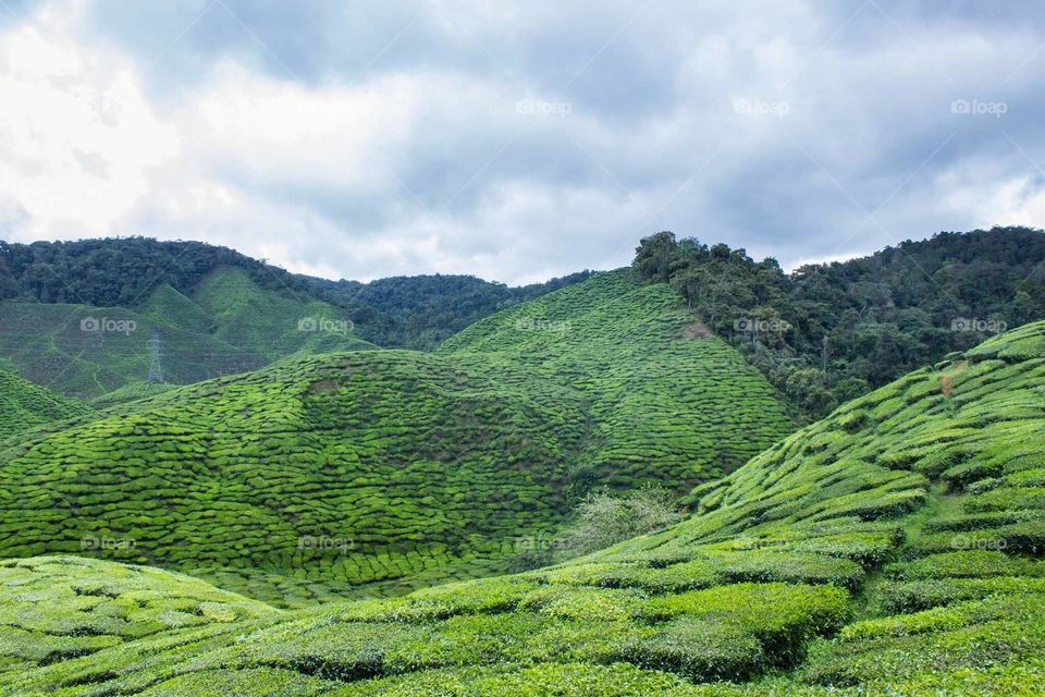 Tea plantations, Cameron highlands Malaysia.