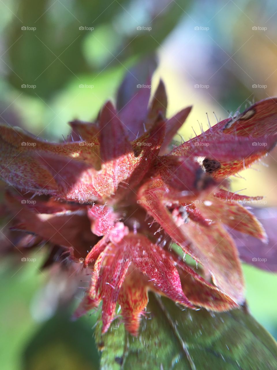 Macro red leaves