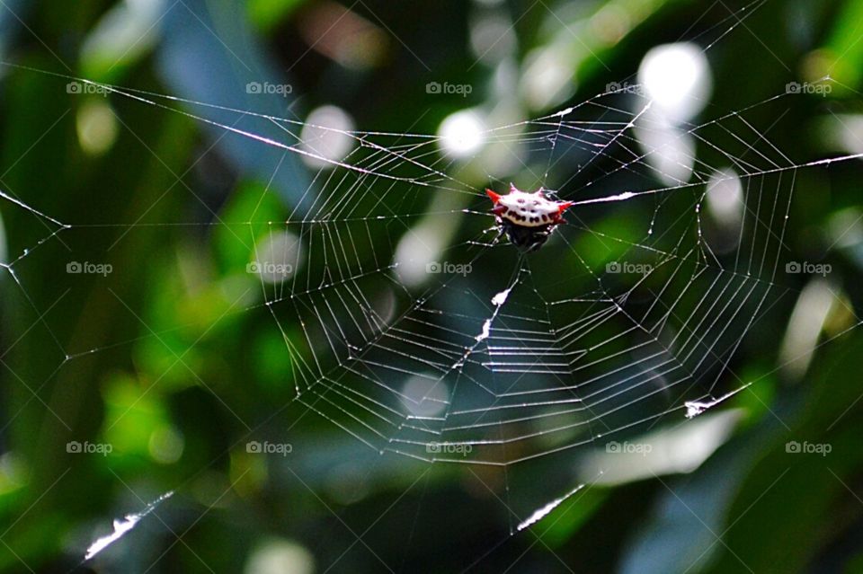spiny backed orbweaver . spiny backed orbweaver, crab spider and web