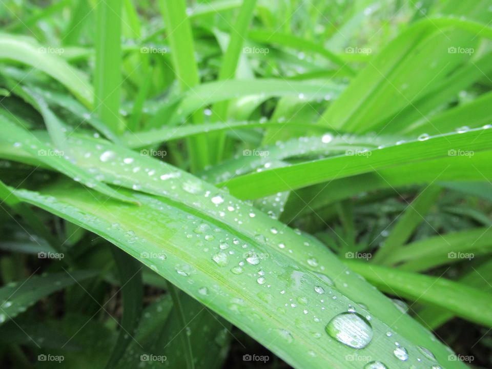 raindrops on the leaves, spring, May, beautiful weather, I love the thunderstorm in early May