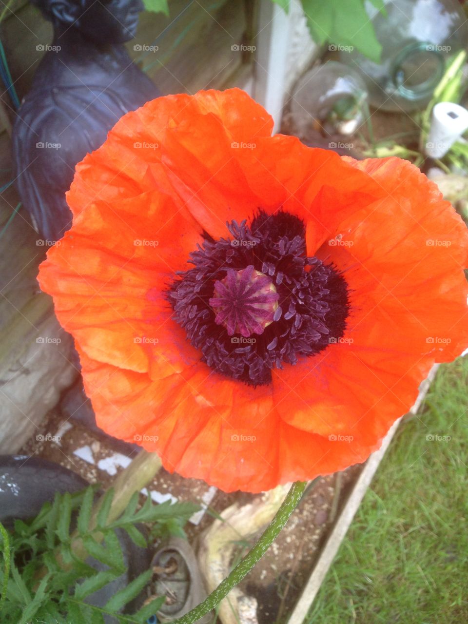 Glowing red Poppy