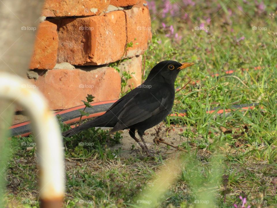 Blackbird near the firepit.