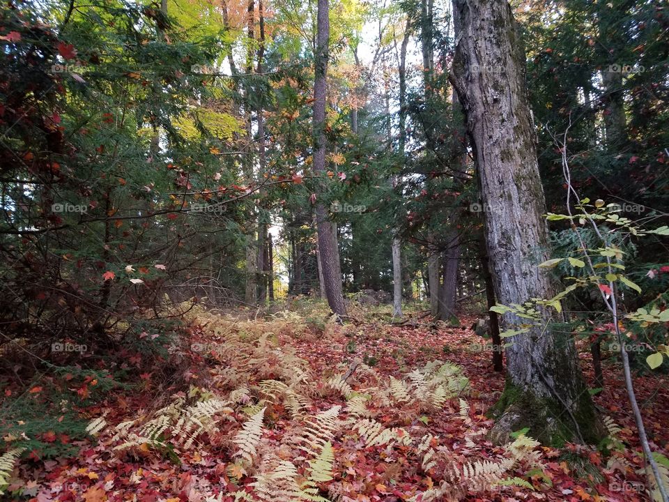 a look at the forest floor in the autumn
