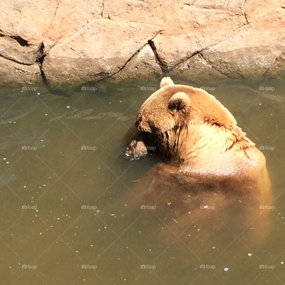 Bear playing in water at the Oklahoma City zoo 