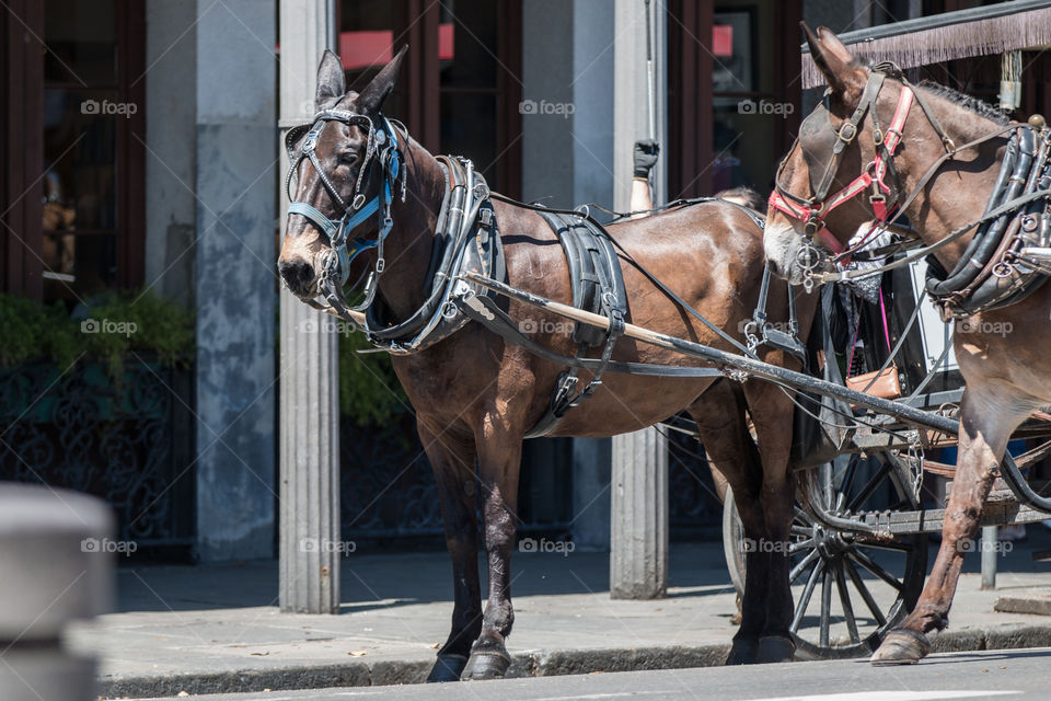 Cavalry, Carriage, Cart, Horse, People