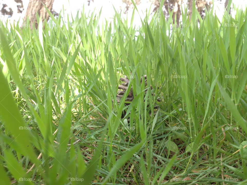 green spring nature grass by a.bilbaisi