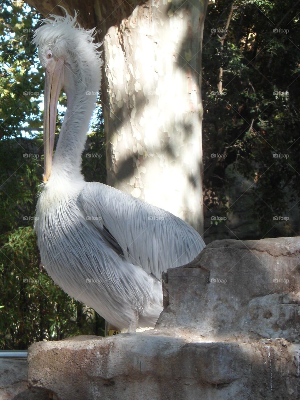 Pelican in a zoo in Spain