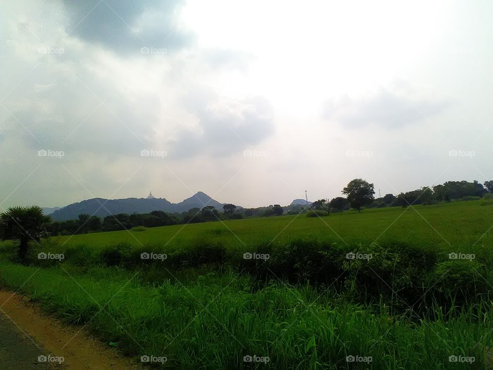 mountain# paddy field