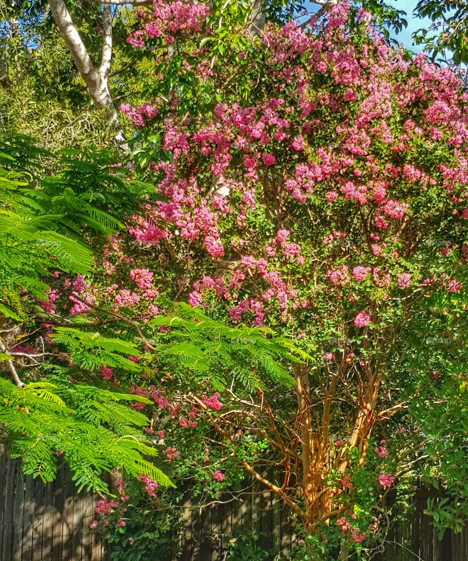 backyard burst of colour