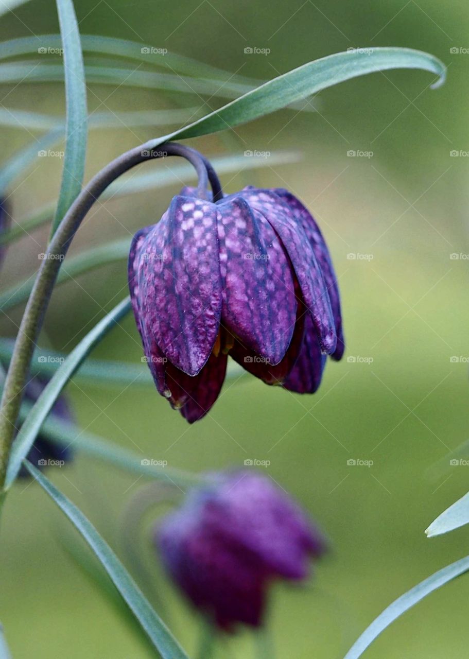 Snake's head fritillary 