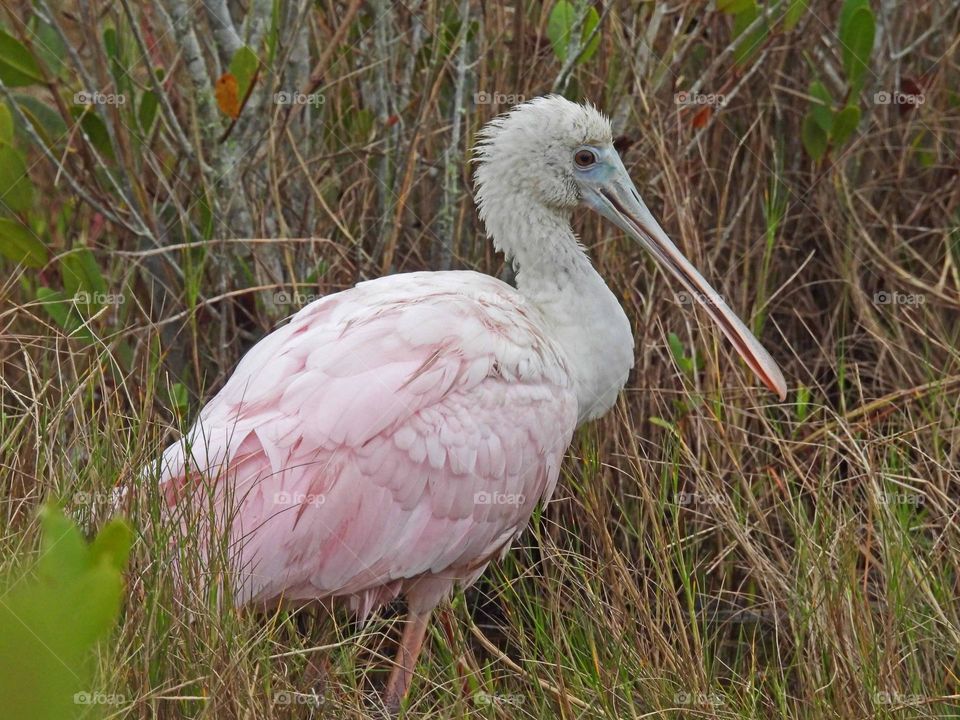 Young Roseate Spoonbill