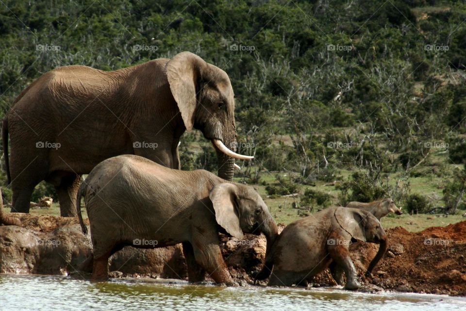 Elephants at Play