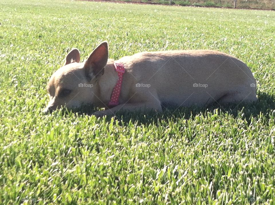 Bella. my chiweenie Bella sniffing the grass