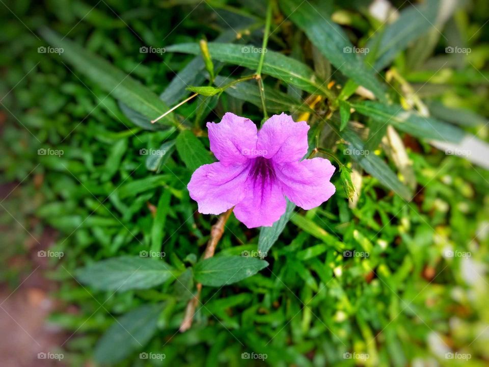 Toyting is a purple flower.