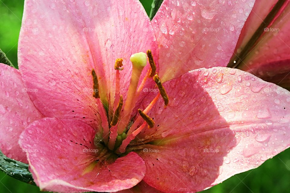 Water drops on Pink Lily