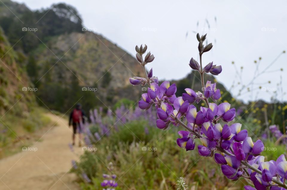 Wildflowers Hiking Adventure 