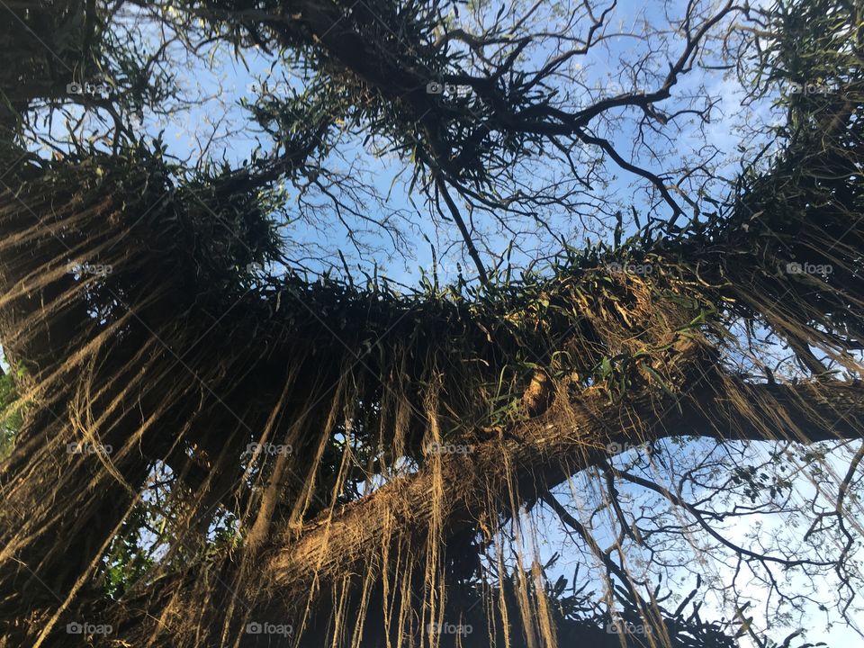 Low angle view of tree